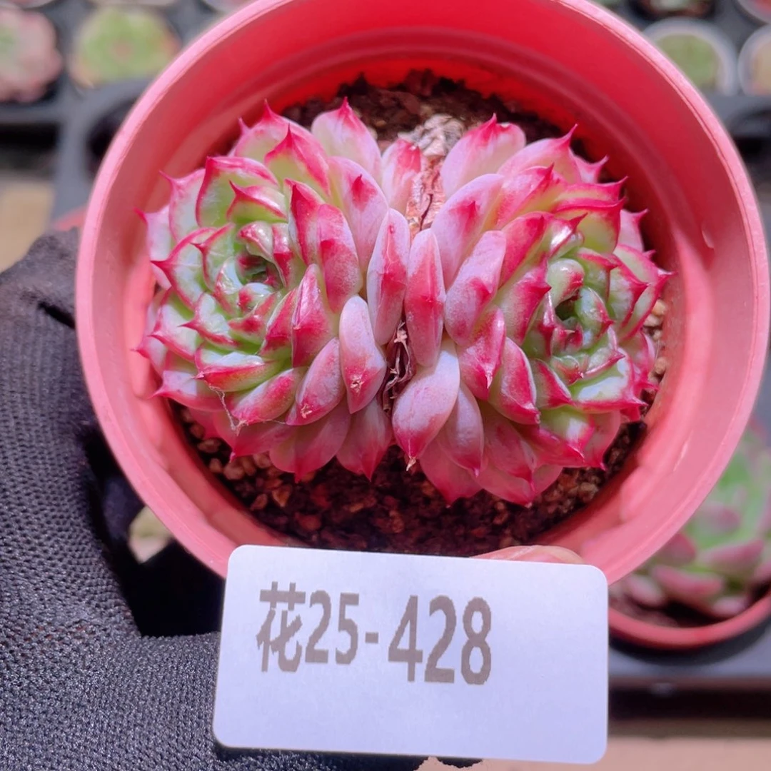 花利美25-428天鹅绒