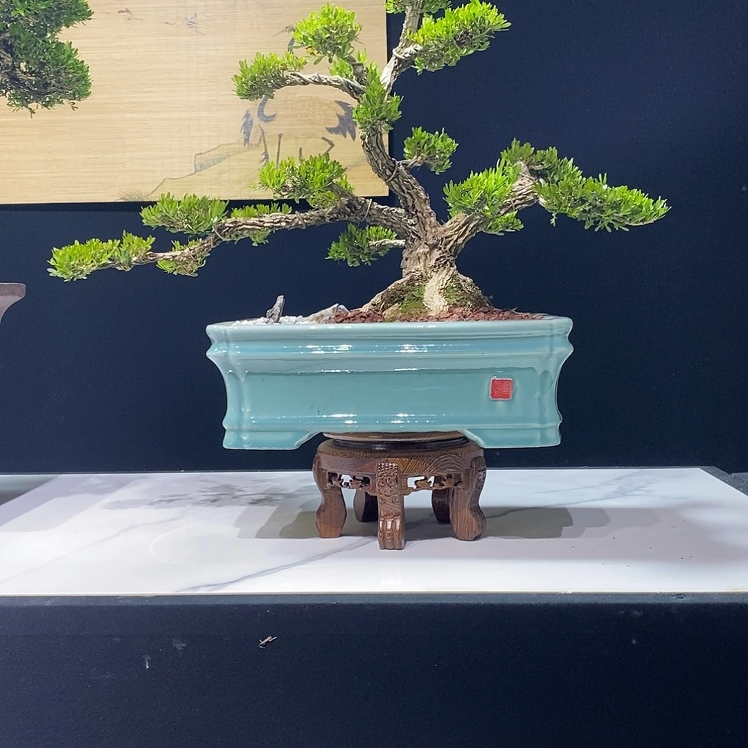 当前无花朵，栽培后可花朵