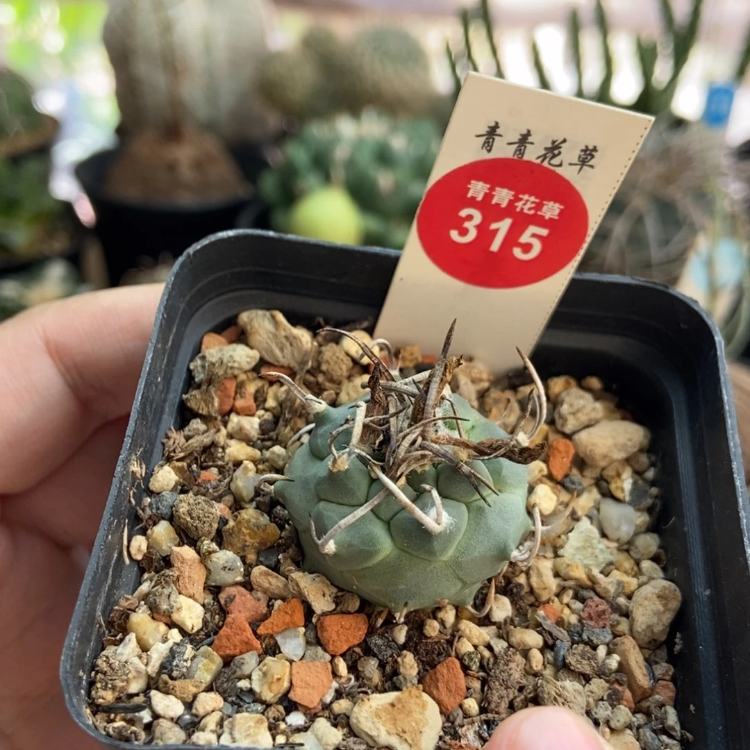 实生碳刺娇丽一颗2.7cm