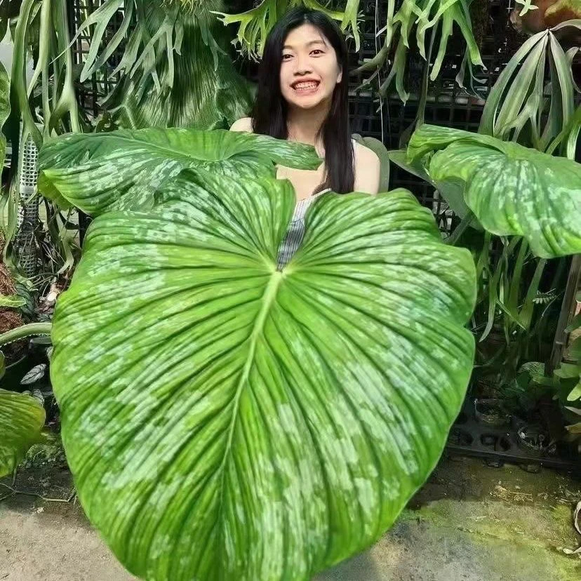 【马梅蔓绿绒】云锦 天南星科INS风盆栽室内网红绿植家居热带植物