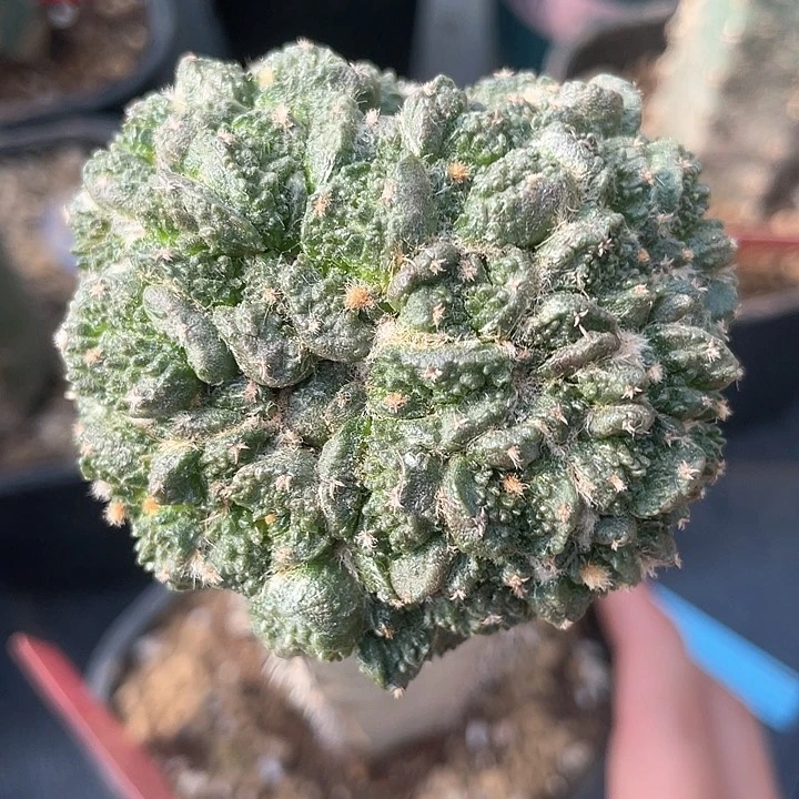 仙人球袖浦接石化055