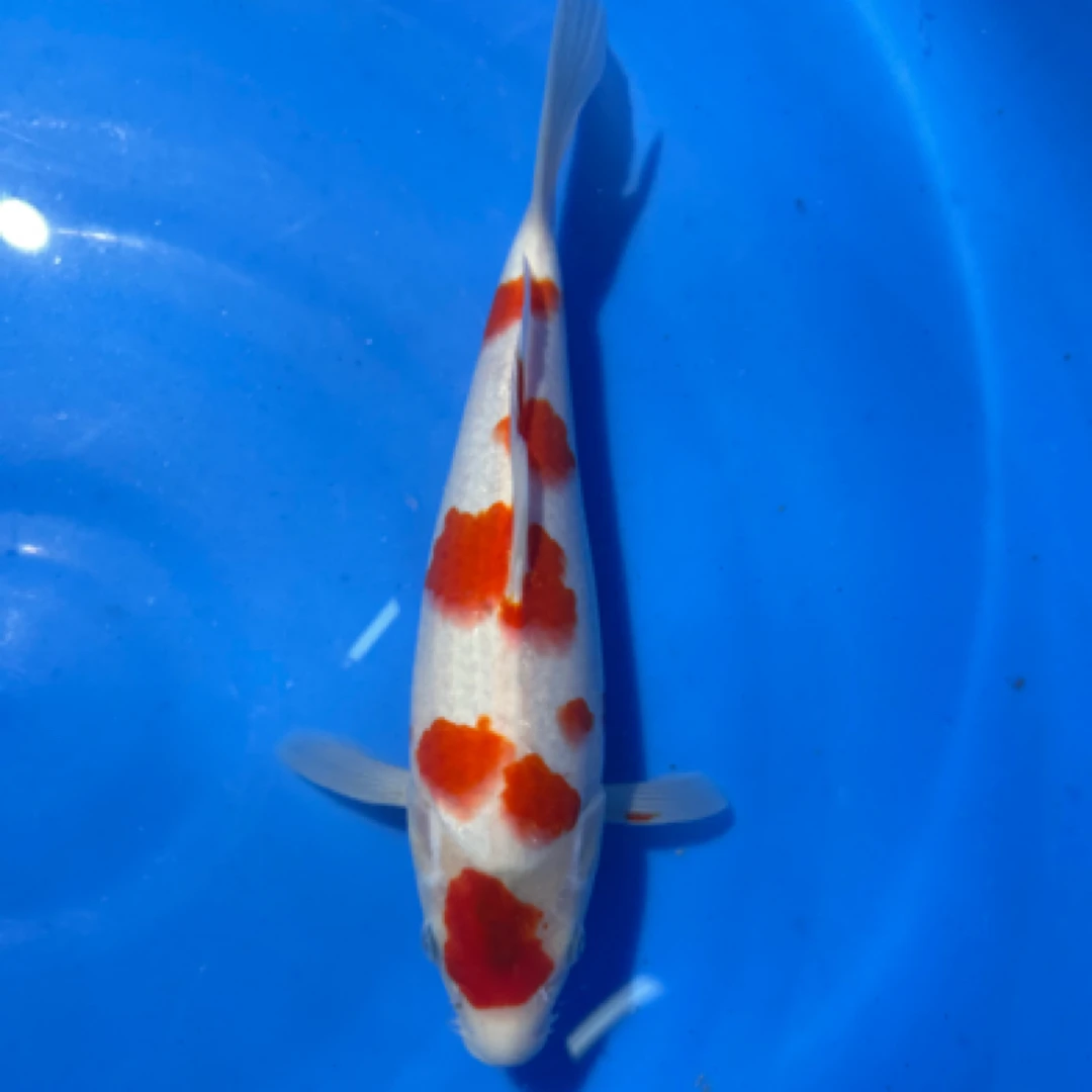 福利 坂井红白公母不详28公分