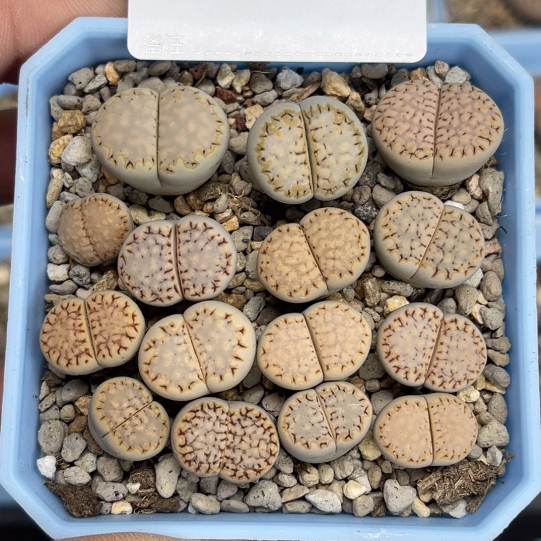 8998金边饼干15颗福利