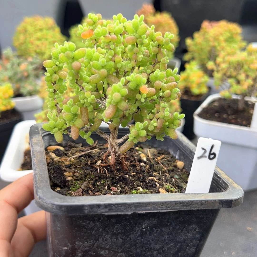 金桔糖球造型根26号