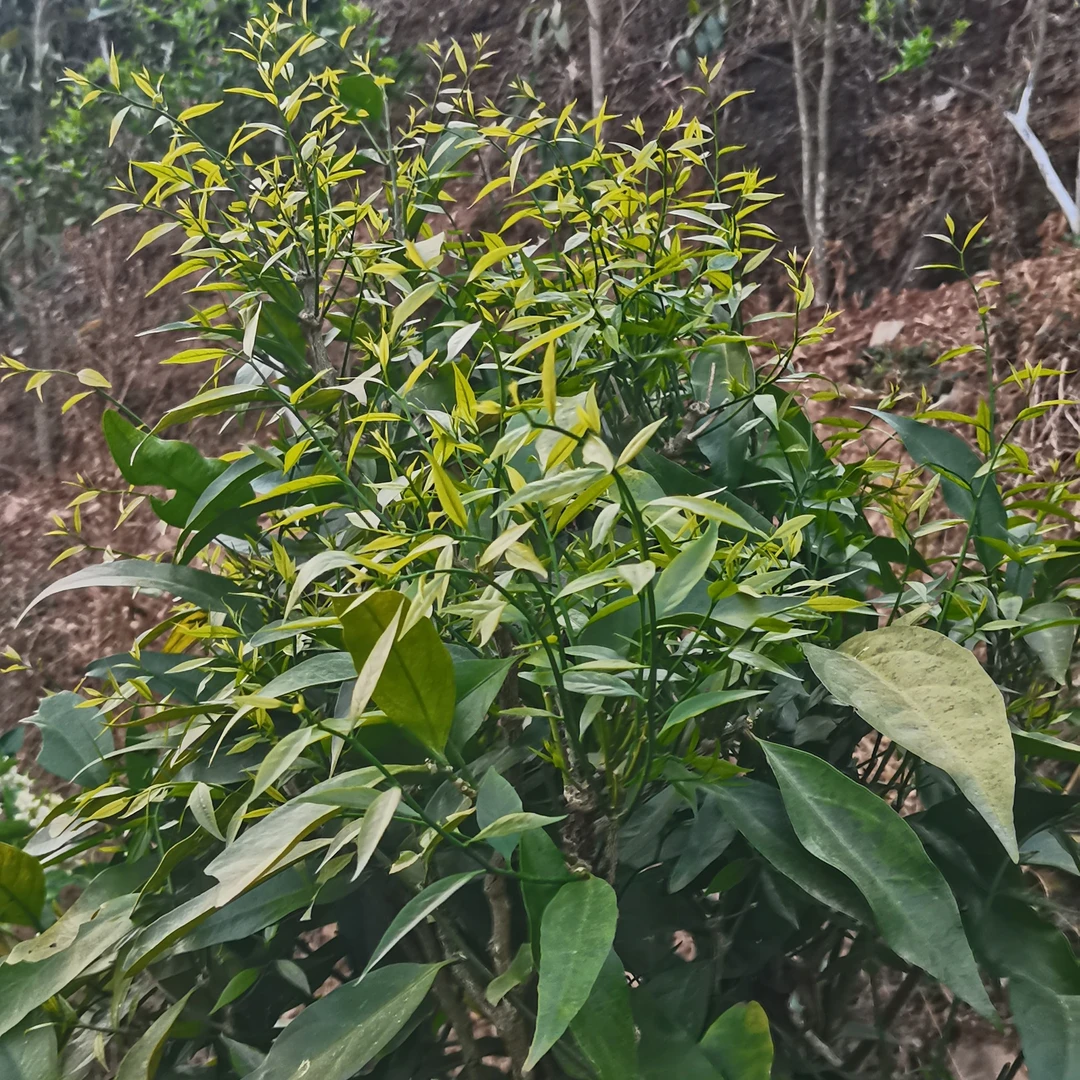 云南野生甜菜，长蕊甜菜，雷公菜，新鲜甜菜苗