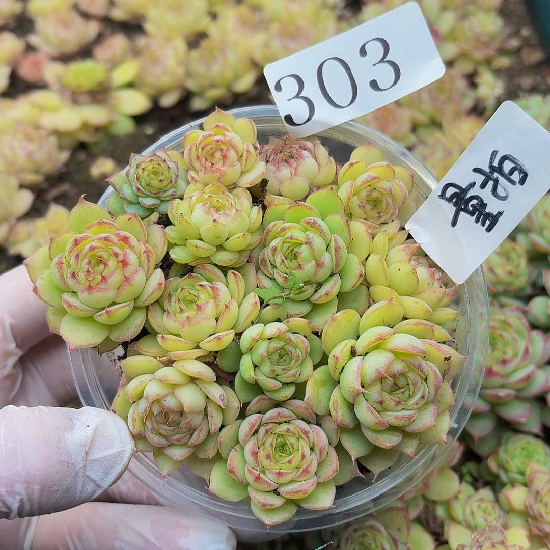 多肉植物多肉植物303量拍