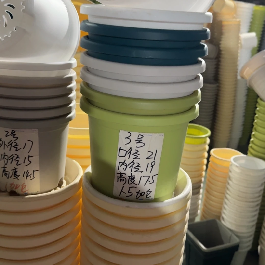 四季3#口径21无拖果绿10个