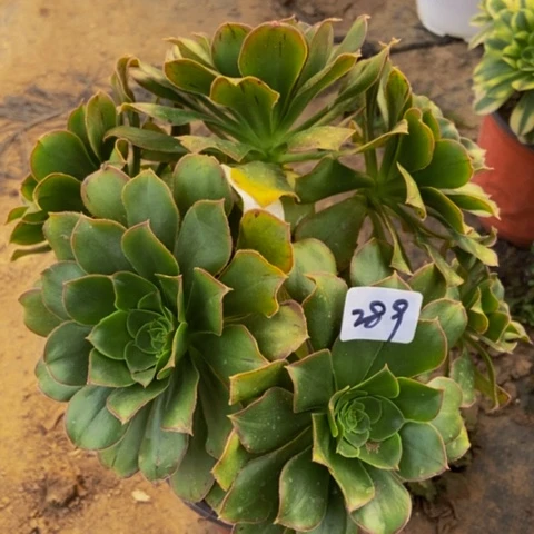 大绿玫瑰朵朵289多肉不包断