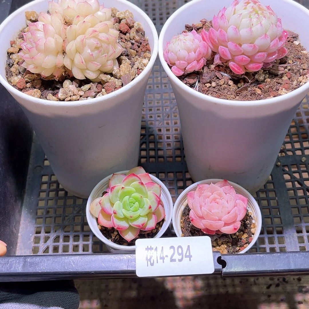 花14-294框拍多肉4颗