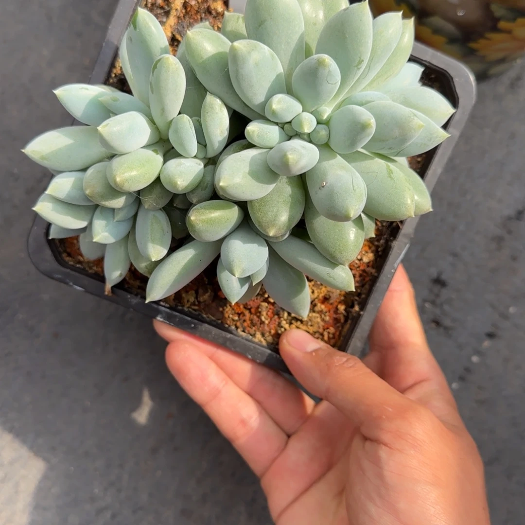 一物一拍黄胖体哥特缀01