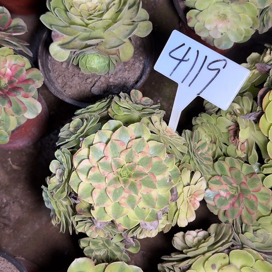 4119雨荷多肉法师多肉