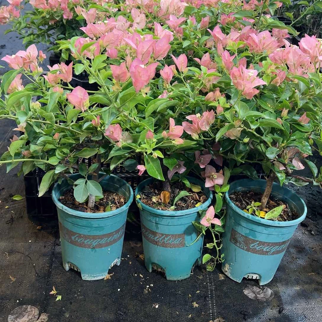 当前无花栽培后可以开花卡雅塔中一颗