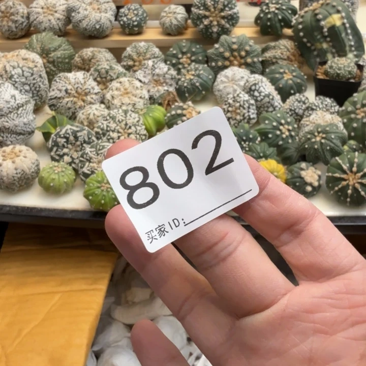 梦***丶兜星球仙人球802号