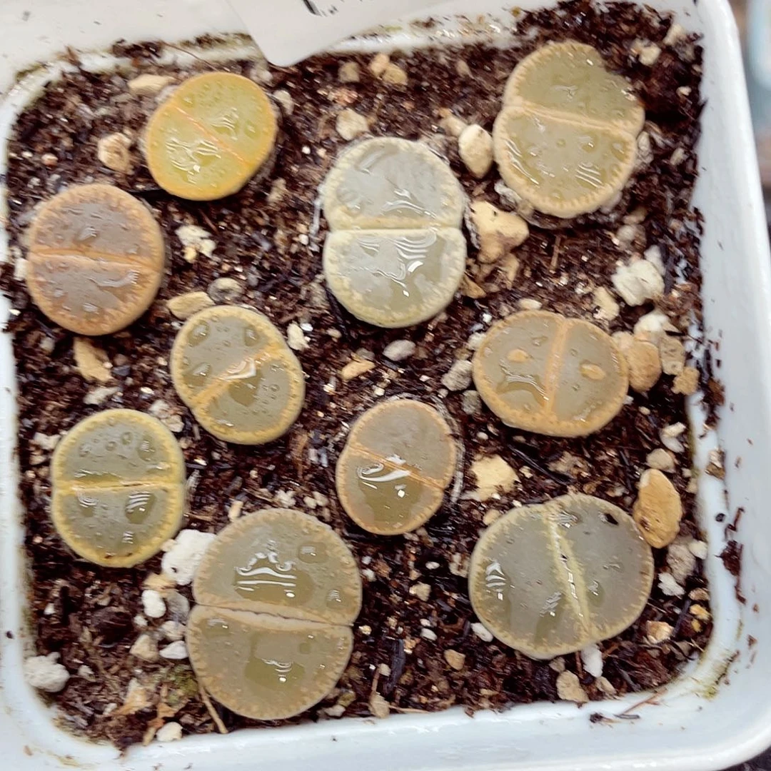 生石花18包邮0924-57