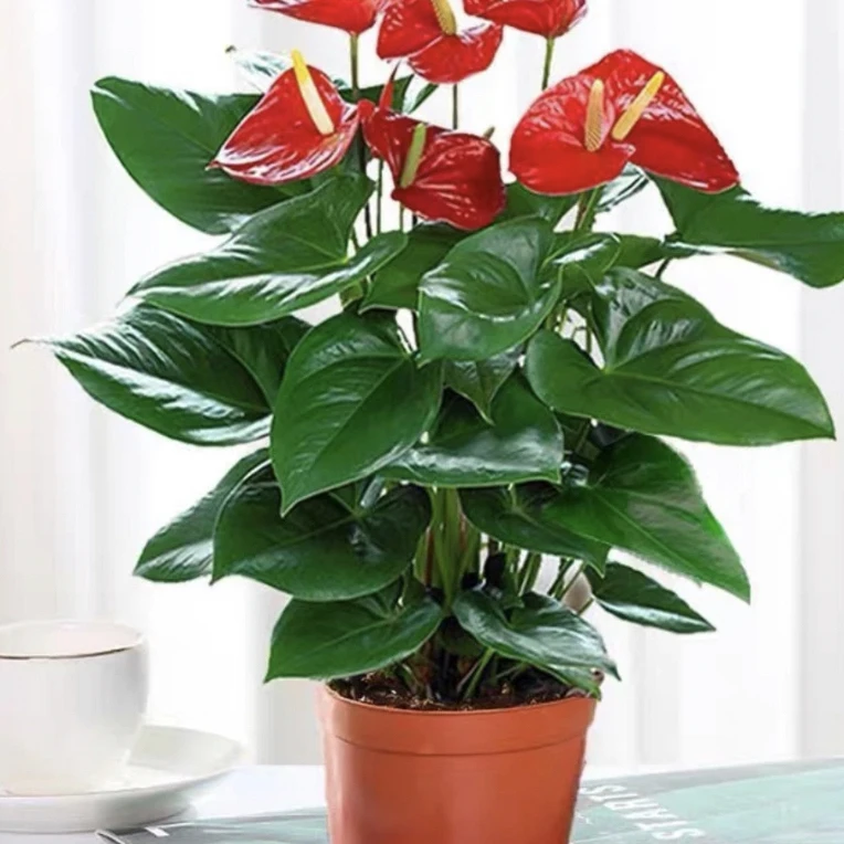 红掌盆栽带花大叶花卉AJ1室内绿植四季开花净化空气
