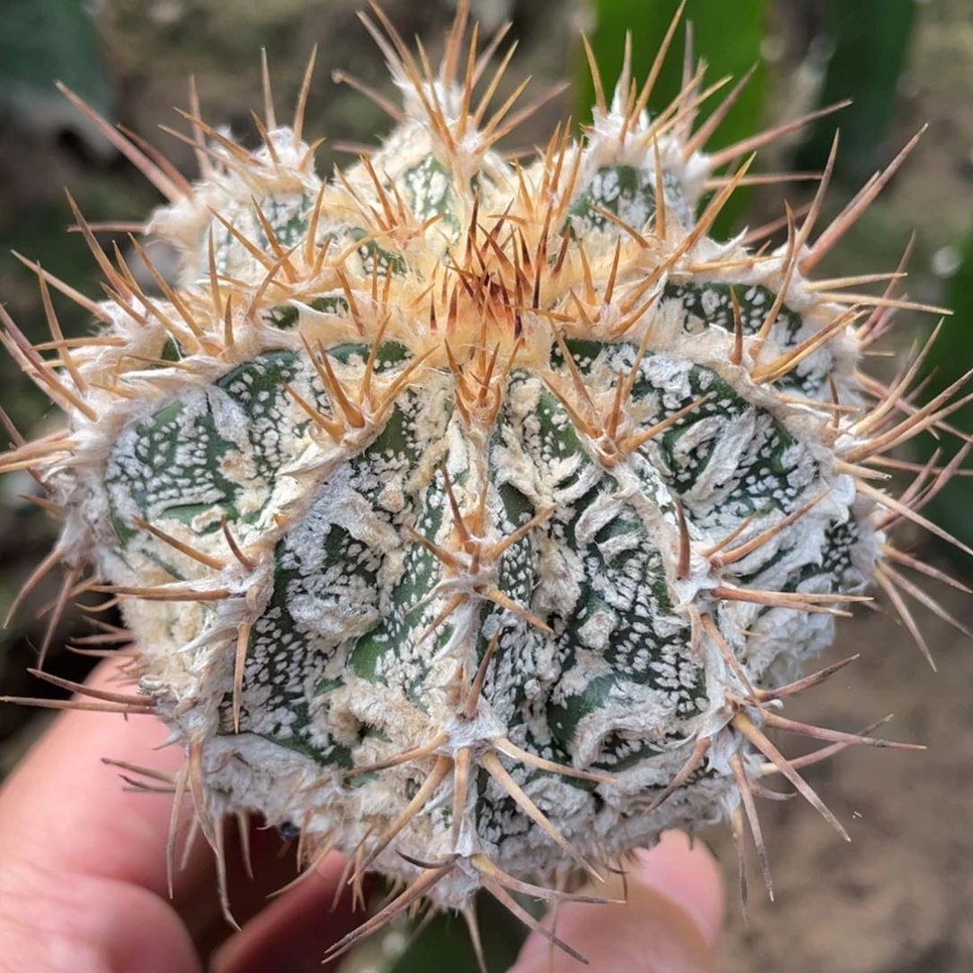 全部花朵般若2号体 仙人球