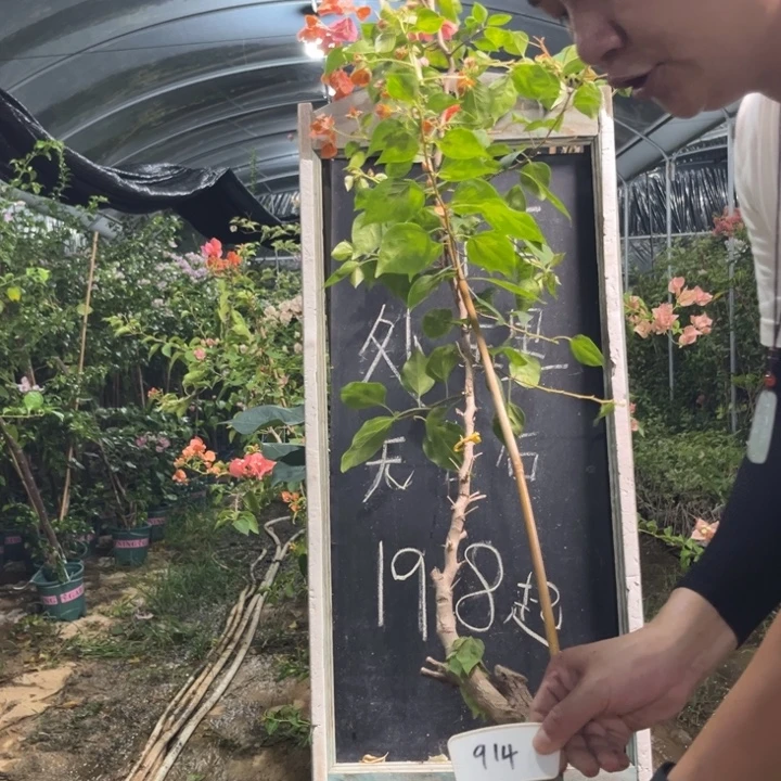 无花朵三角梅三角梅914