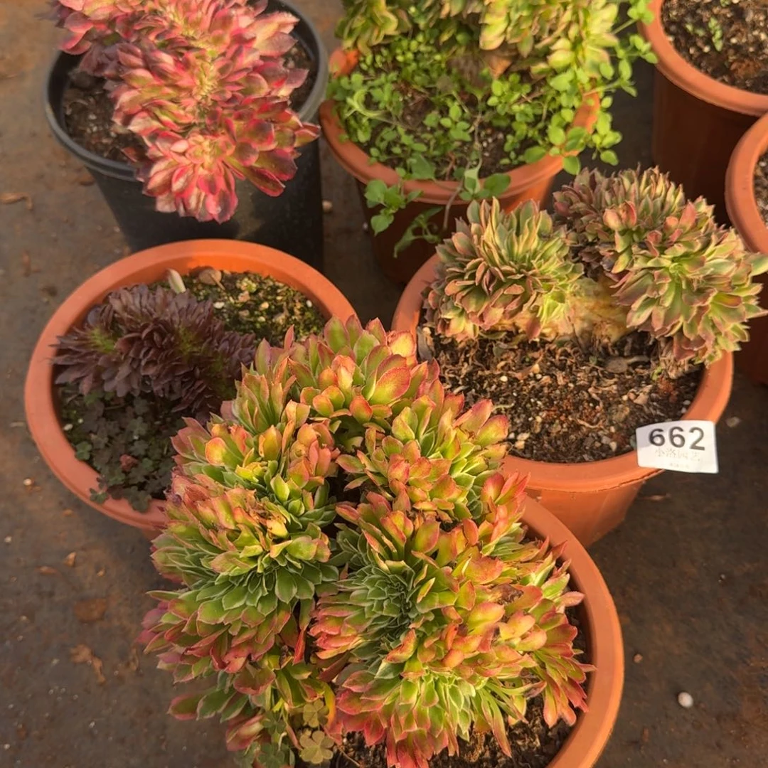 662组合缀化多肉植物满28包邮