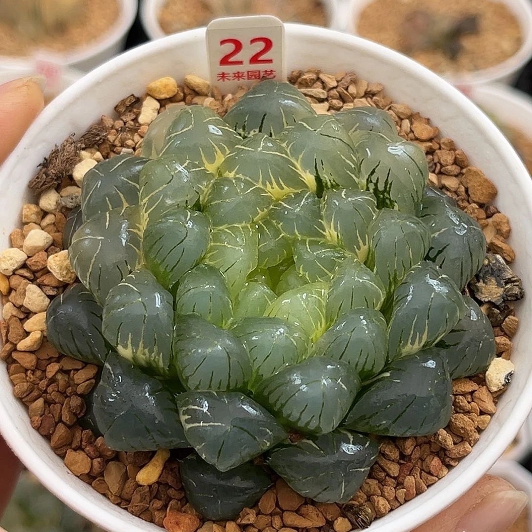 22糊斑湖水玉露锦福利福利