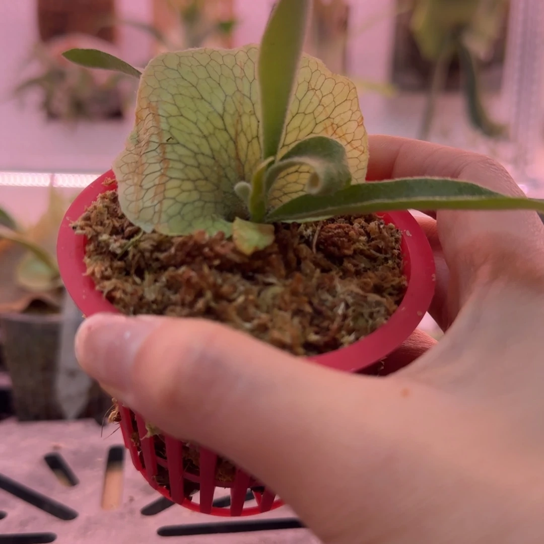 野猴鹿角蕨孢子苗