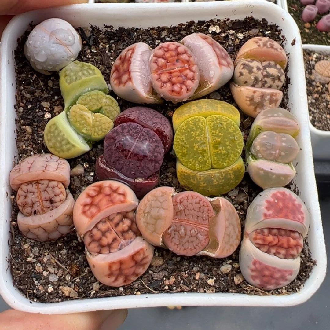 2.15好看的多肉603