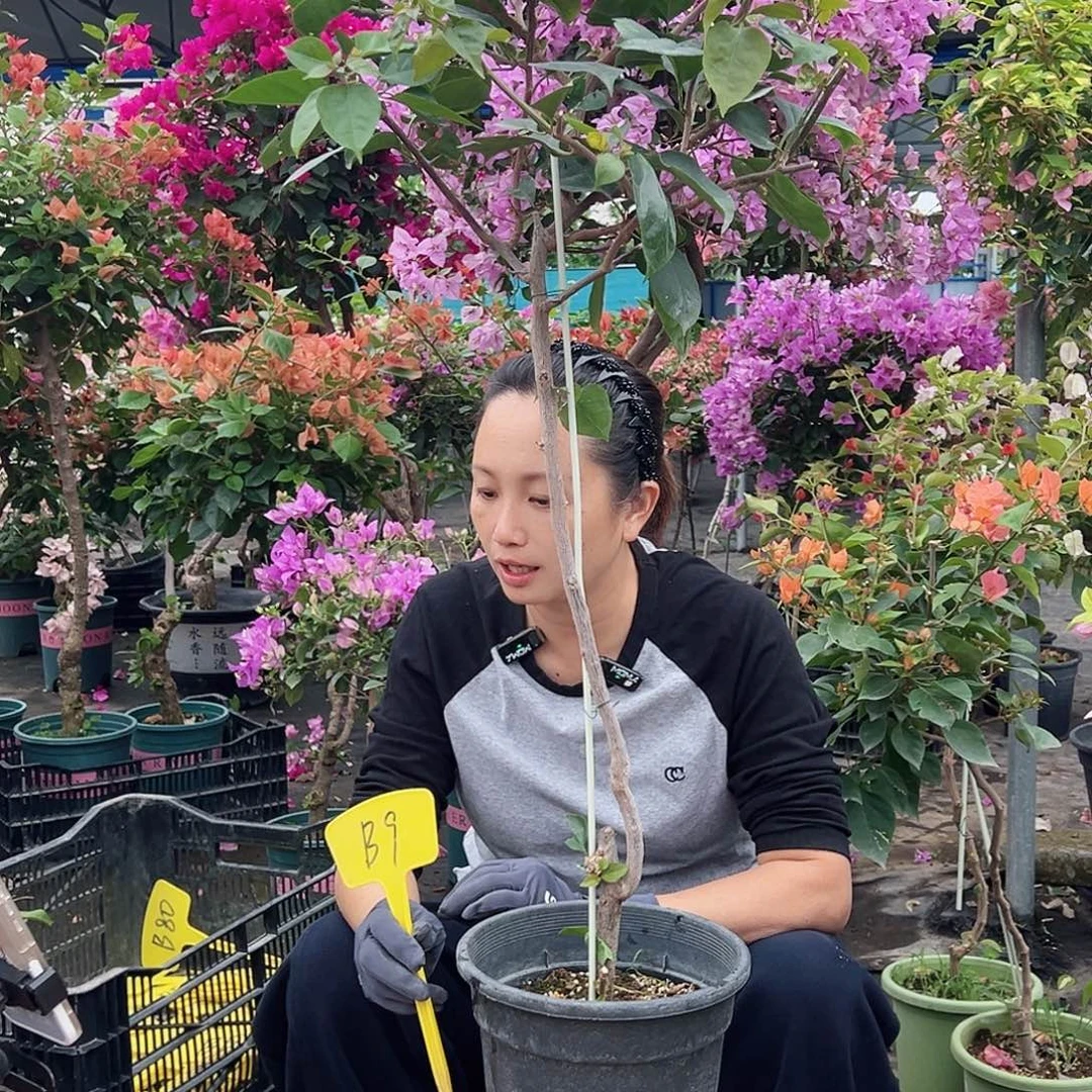 九***兮大部分花苞少量开放B9凤凰