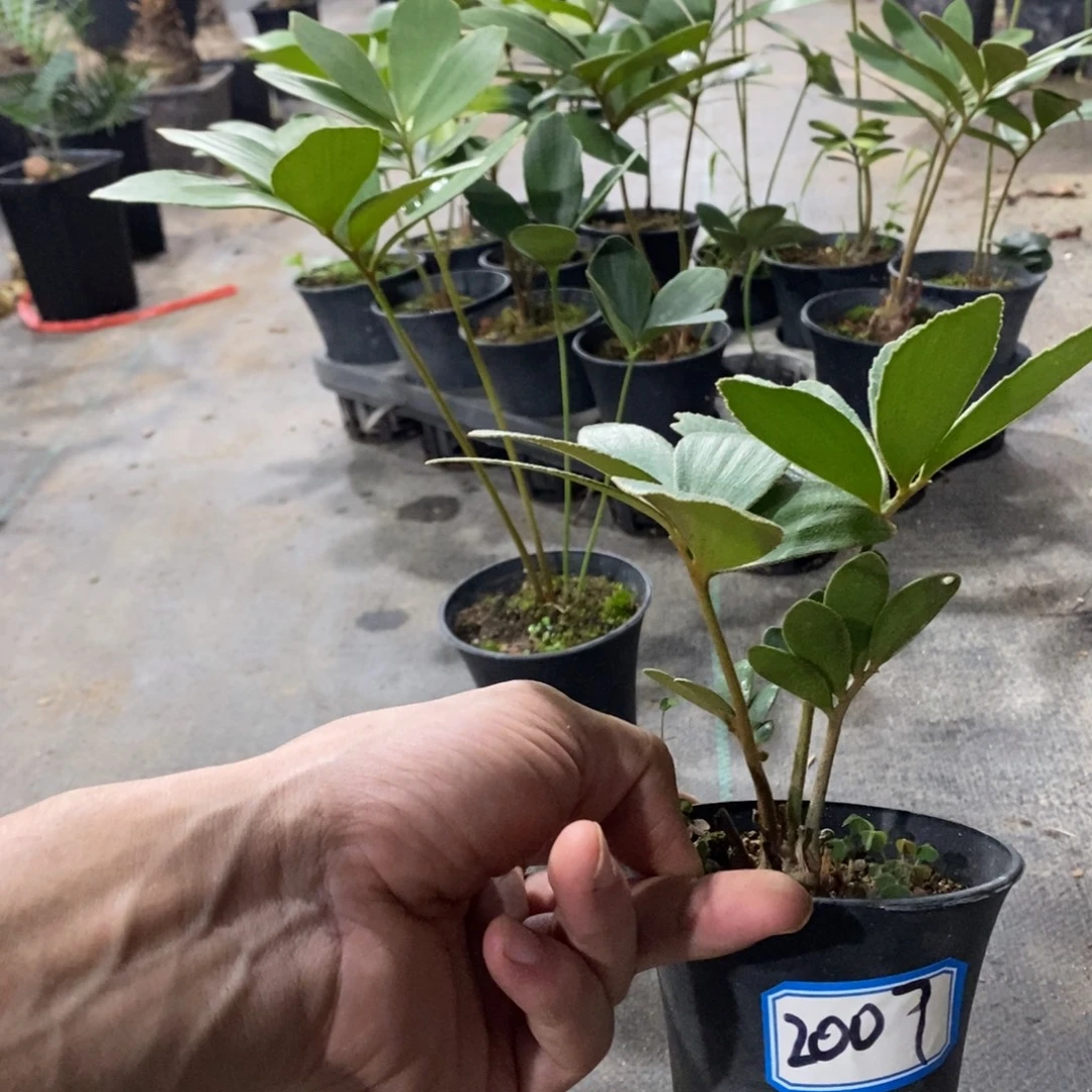 次***～完全开放墨西哥2007