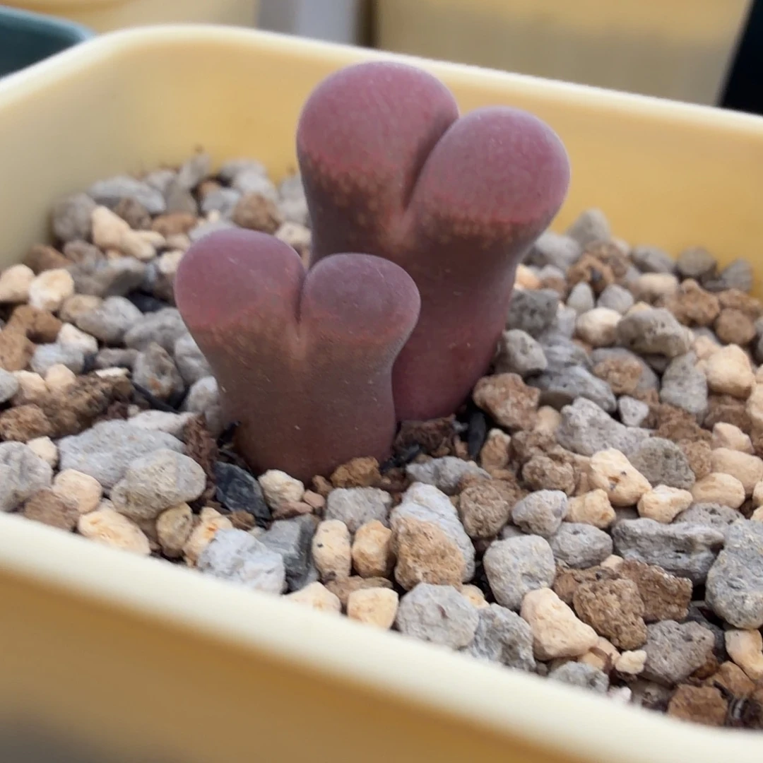果***子风铃一颗双头多肉植物