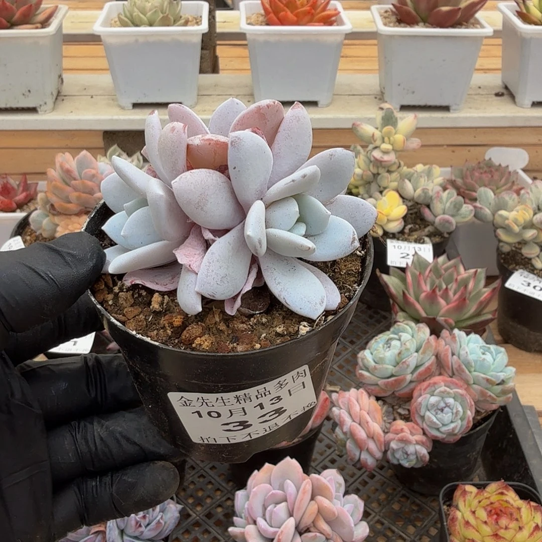 1013-33雪莲小群生