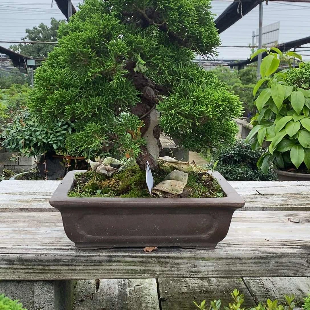 一*茶14412