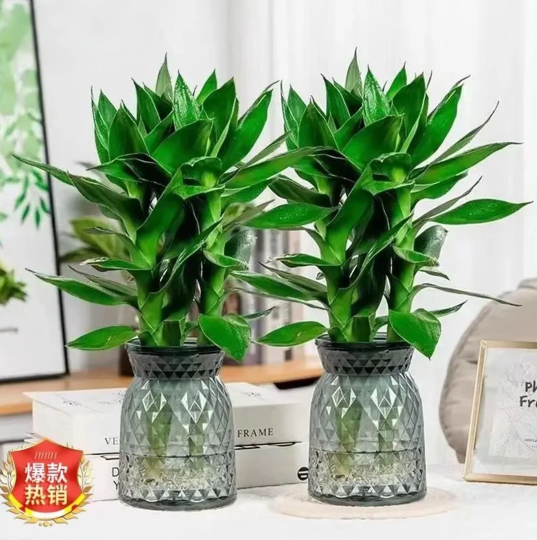 【买一送一】水培观音竹室内四季绿色桌面盆景盆栽轻奢烟灰树脂盆