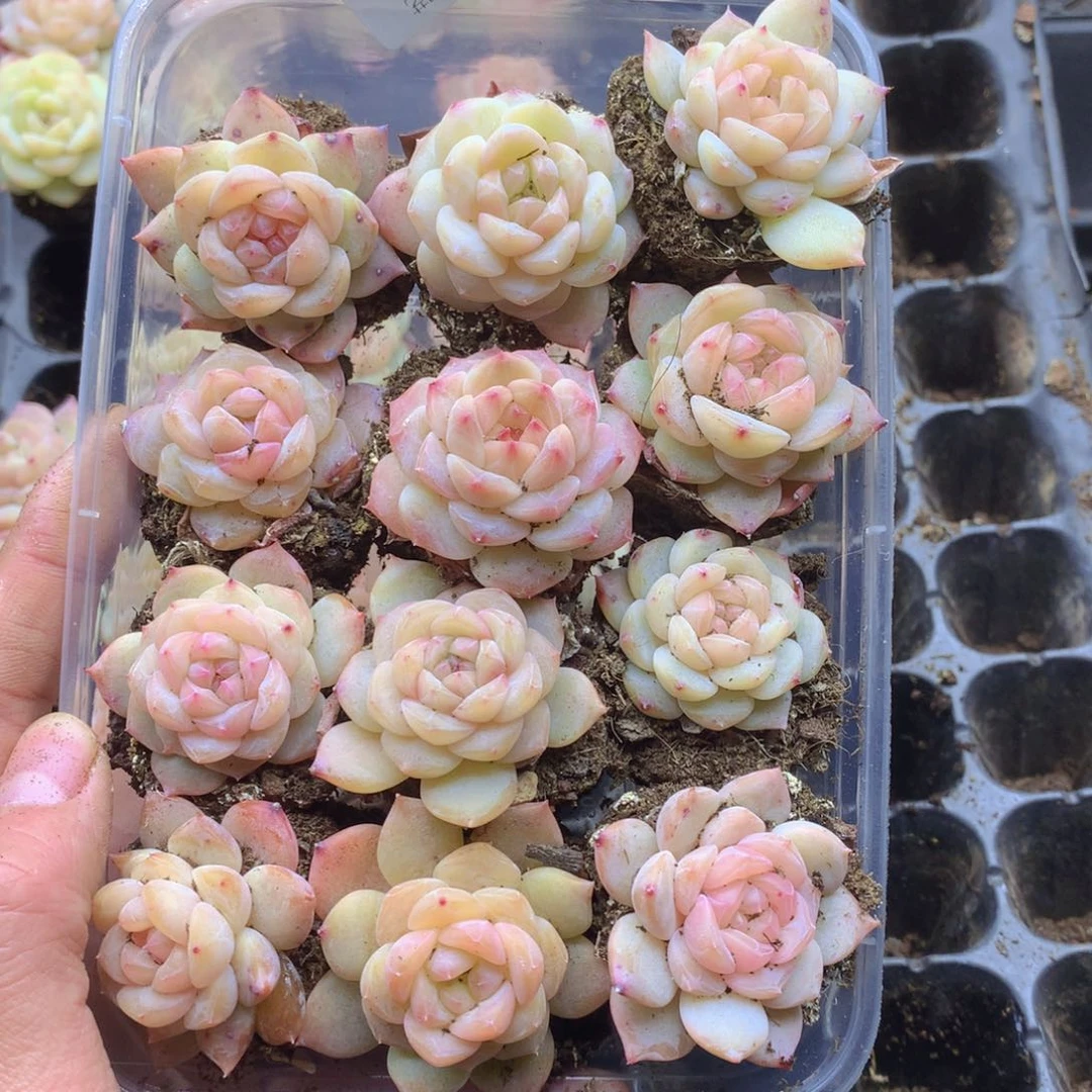 反反复复还是很开心110