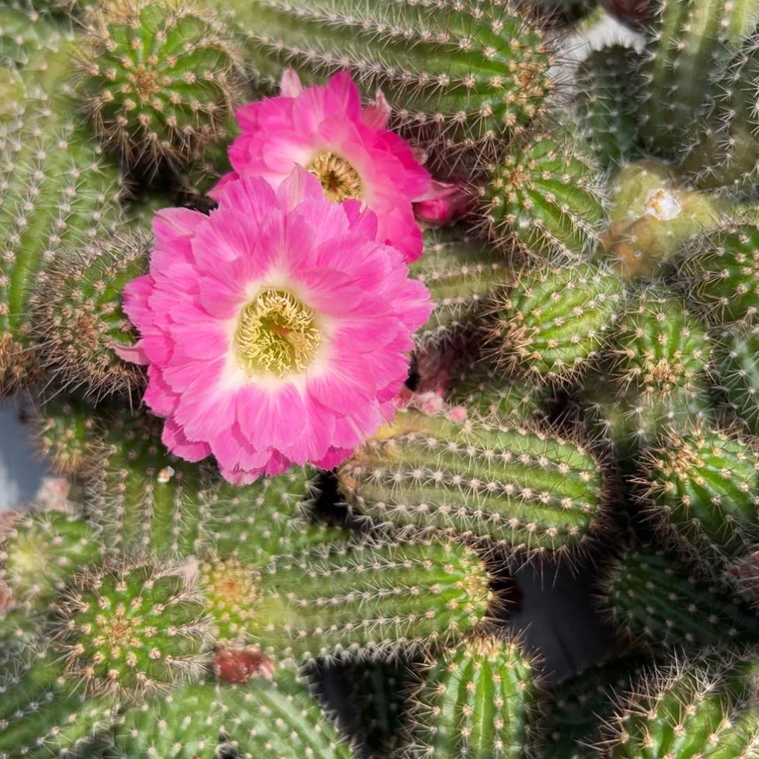 白檀仙人球397侧芽一个