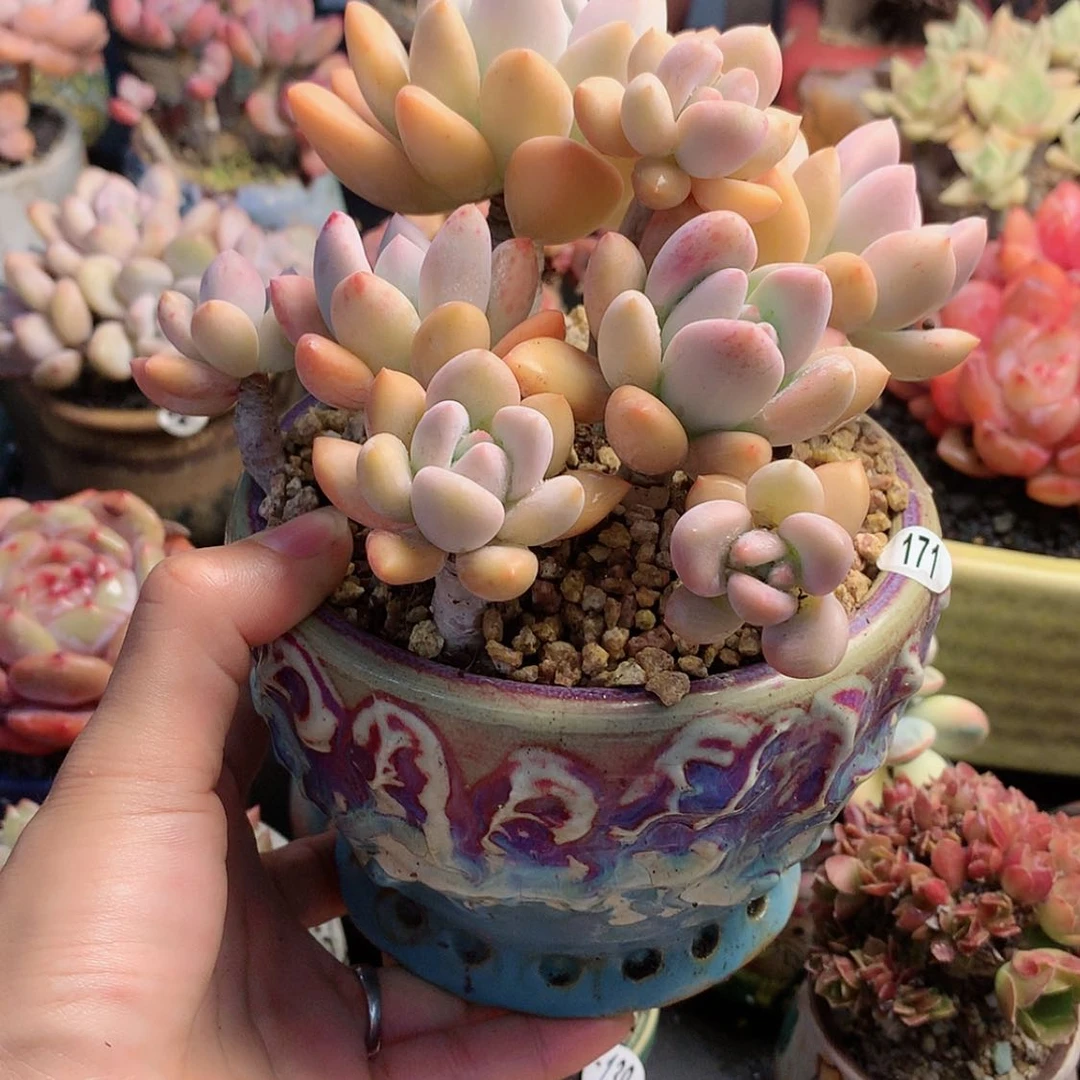 【闪购商品】梵*梵音带盆