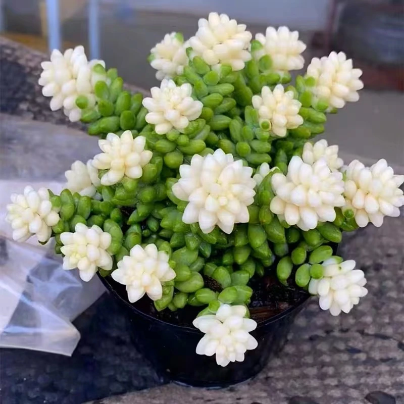 【雪花玉坠】带盆带土 多肉植物 室内可养