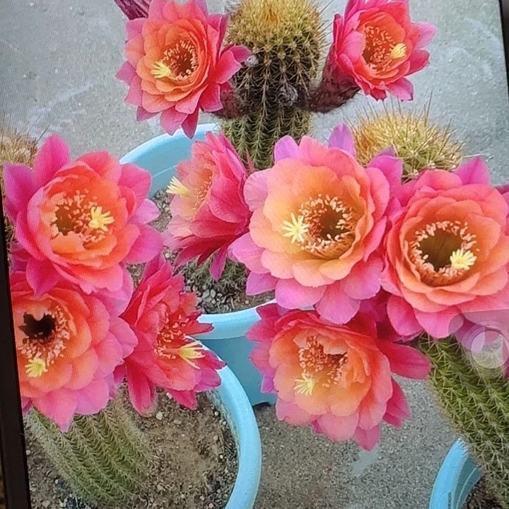 时光侧芽高8公分左右金妞20包邮）