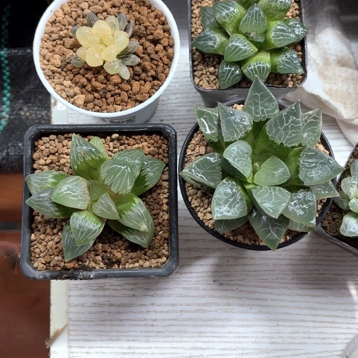 四颗肉组合多肉植物