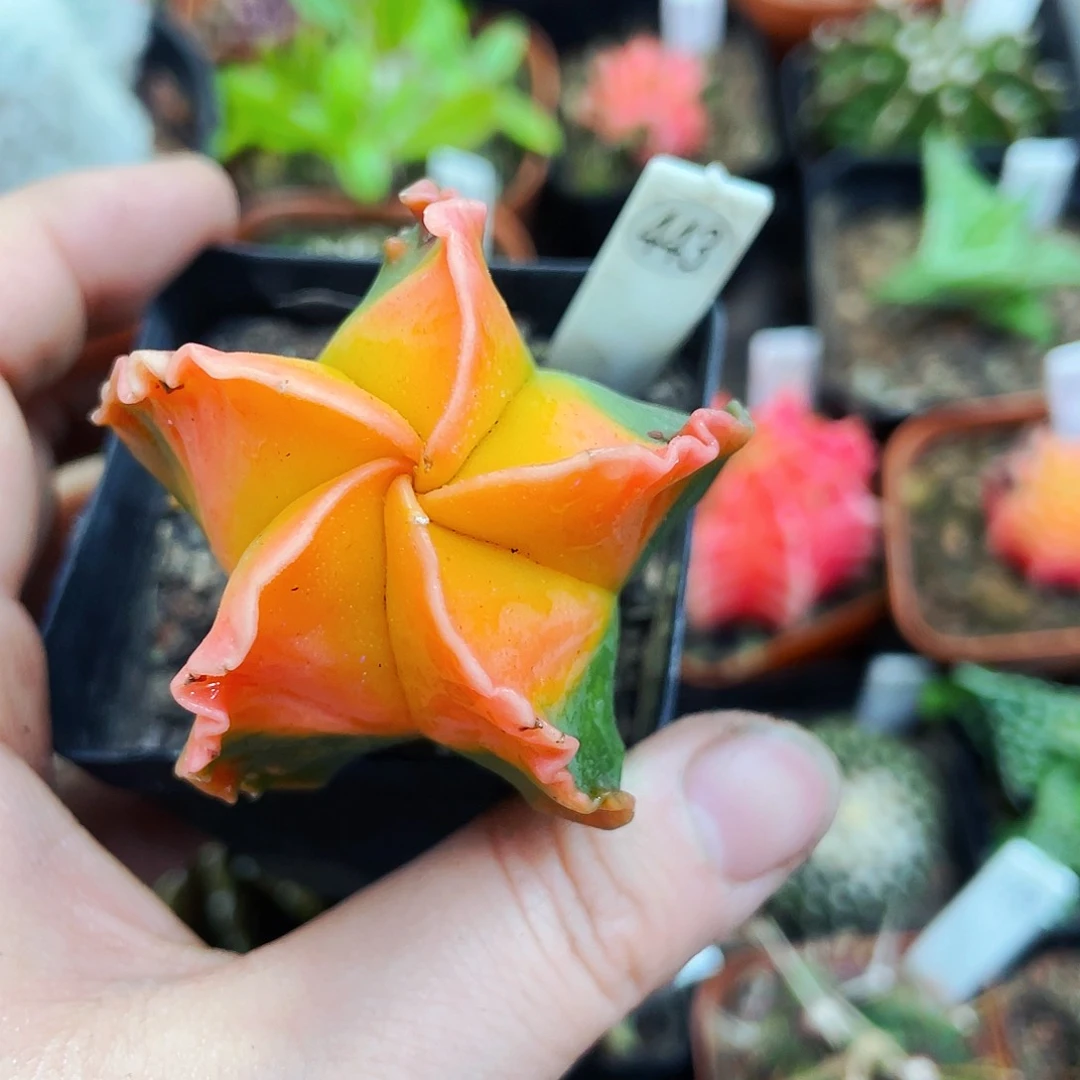 非偏远地区满25包邮仙人球