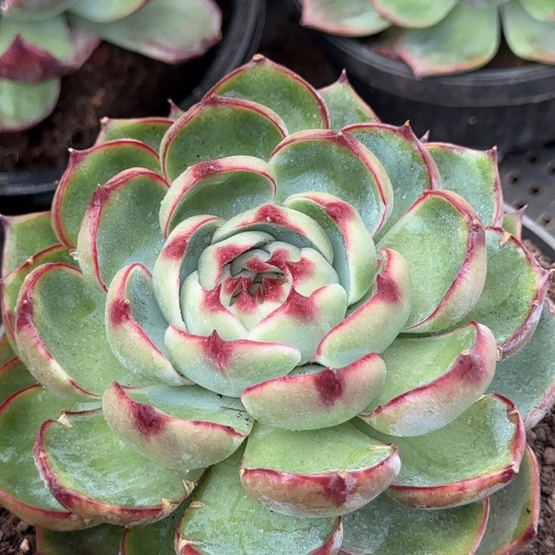 惊鸿一物一拍包装收缩花旱