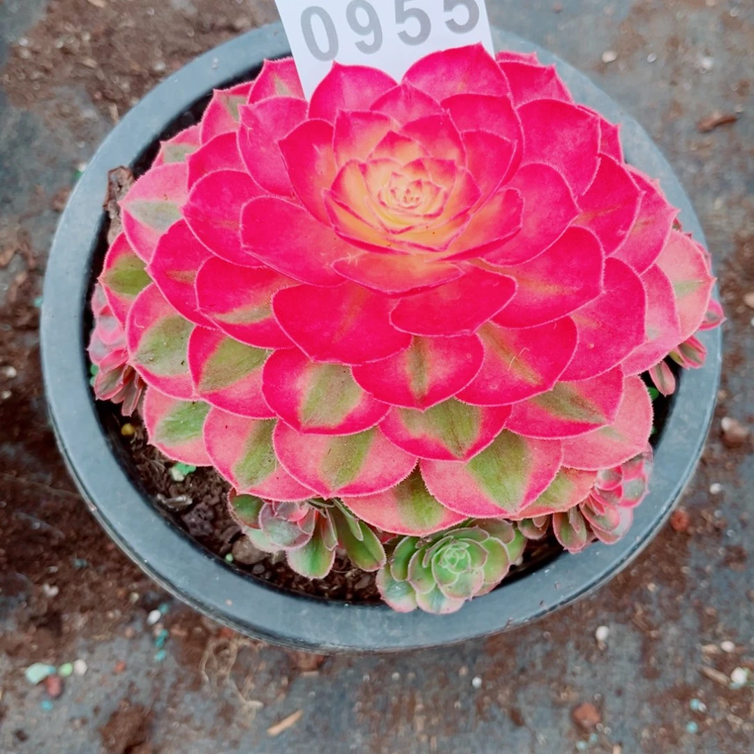 荔枝特价多肉发货