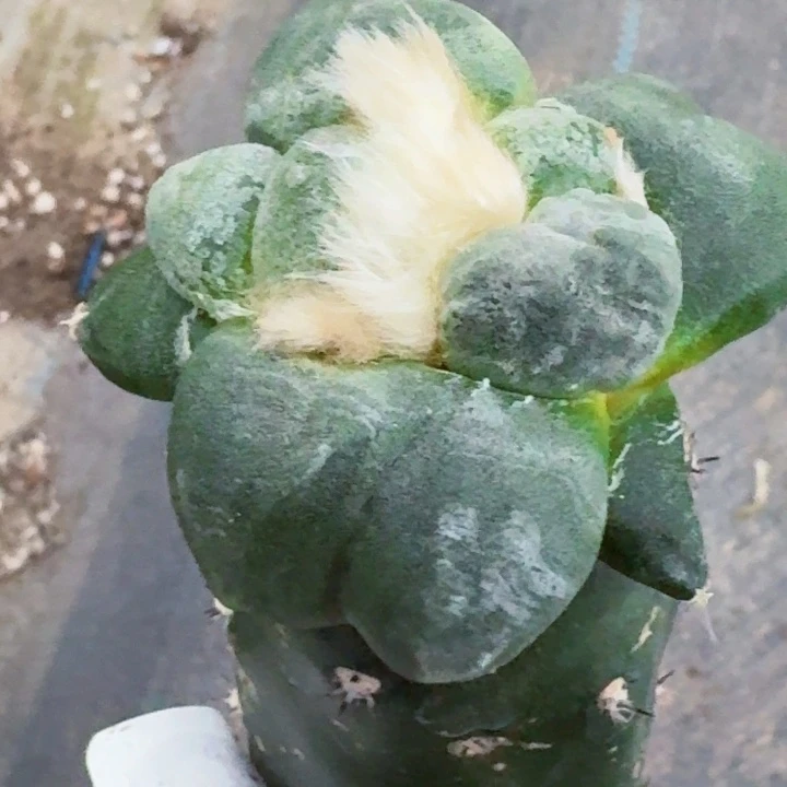 无花朵福利苗接白肌蛋673