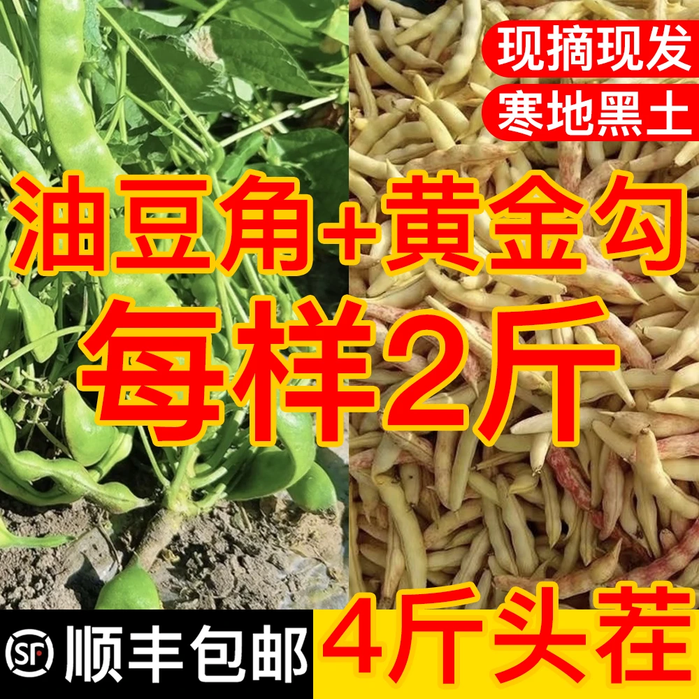 【顺丰包邮】油豆角+黄金勾每样2斤 到手净重4斤现摘现发