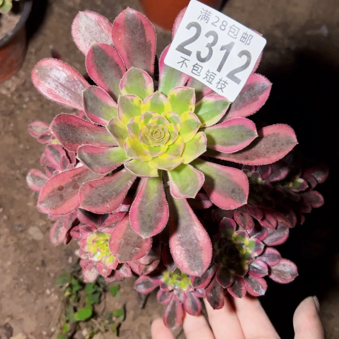 2312冰淇淋锦多肉植物
