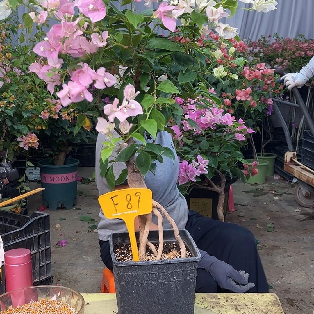 旺***糖当前无花栽培后可以开花F89广红樱