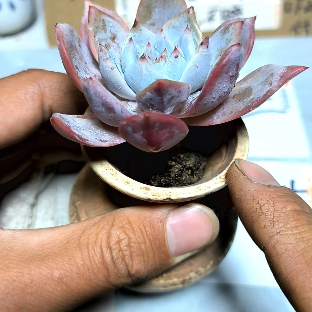 满6元包邮，粉蓝鸟老苗绝绝子带杆子