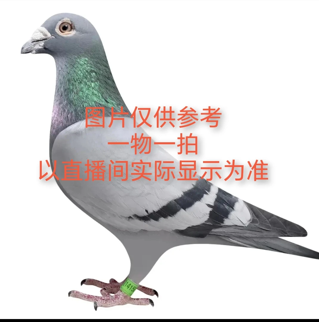 信鸽赛鸽种鸽成绩鸽子一物一拍以直播间实际显示为准