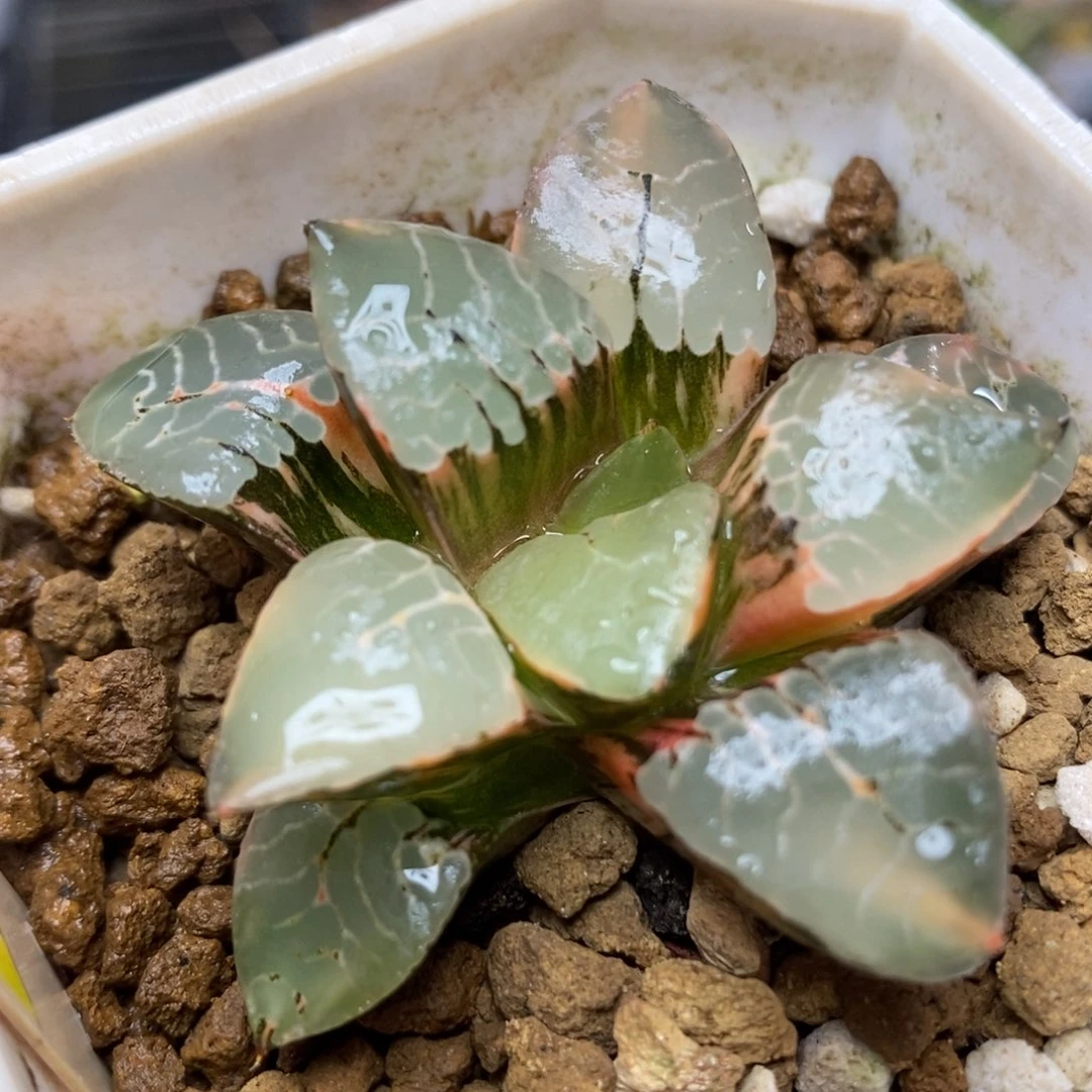 68火凤凰锦一物一拍