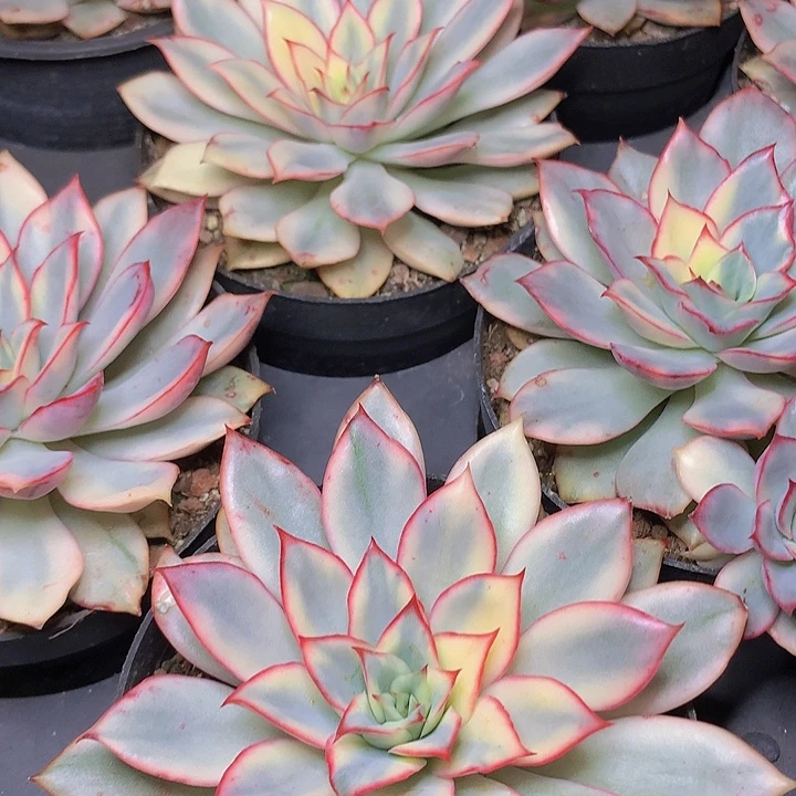 月光女神锦单头脱土