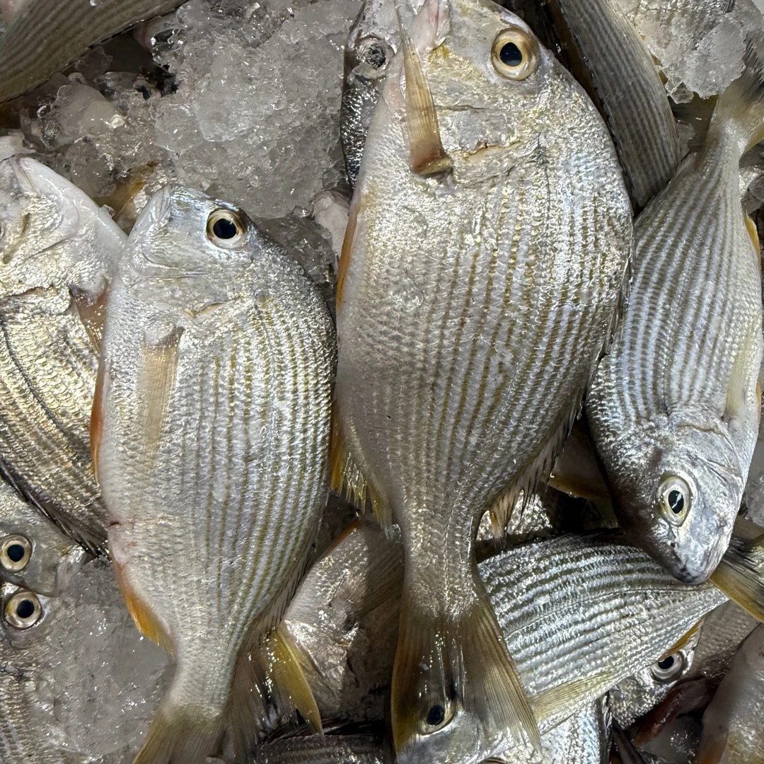 惠来本港新鲜海捕扁头立鱼方头班头鱼
