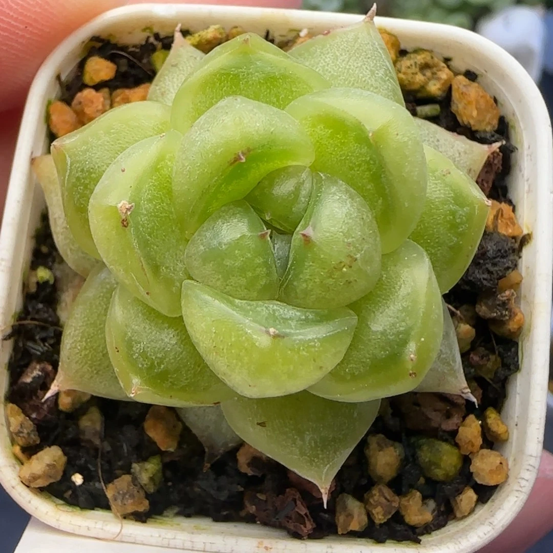 *****【满29包邮非偏远】728